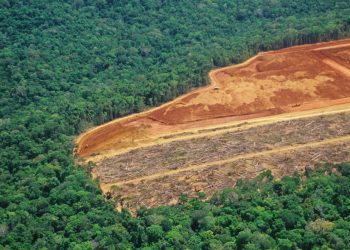 Deforestación amazónica. Detalle de área. Foto: iStock.