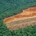 Deforestación amazónica. Detalle de área. Foto: iStock.