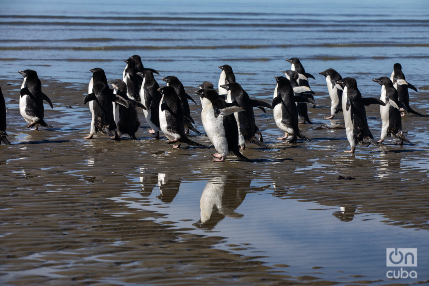Una legión de pingüinos en la Antártida. Foto: Kaloian. 