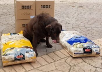 El lote consta de paquetes de entre 2 y 20 kilos, con alimento principalmente para perros. Foto: Picart Petcare/Facebook.