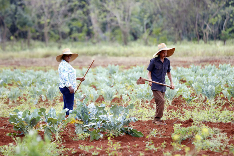 Trabajadores cultivan coles en la finca agroecológica Doña María, en La Habana. Foto: EFE/ Ernesto Mastrascusa.