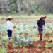 Trabajadores cultivan coles en la finca agroecológica Doña María, en La Habana. Foto: EFE/ Ernesto Mastrascusa.