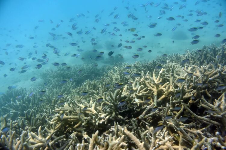 Barrera coralina de Australia afectada por el aumento de la temperatura global. Foto: Dan Peled / EFE.
