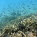 Barrera coralina de Australia afectada por el aumento de la temperatura global. Foto: Dan Peled / EFE.