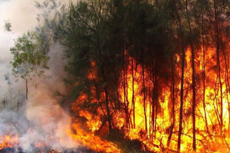 Incendio forestal en Pinar del Río Foto:  TelePinar.