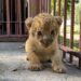 Jorgito, el cachorro de león que nació en cautiverio en el zoológico de Sancti Spíritus. Foto: Radio Sancti Spíritus.