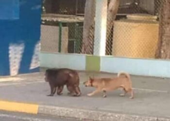 Mono escapado del Zoológico de 26, en La Habana, seguido por un perro callejero, en los alrededores de la institución, según publicaciones en las redes sociales. Foto: Tomada del perfil de Facebook de Jonathan Echizarraga.