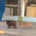 Mono escapado del Zoológico de 26, en La Habana, seguido por un perro callejero, en los alrededores de la institución, según publicaciones en las redes sociales. Foto: Tomada del perfil de Facebook de Jonathan Echizarraga.