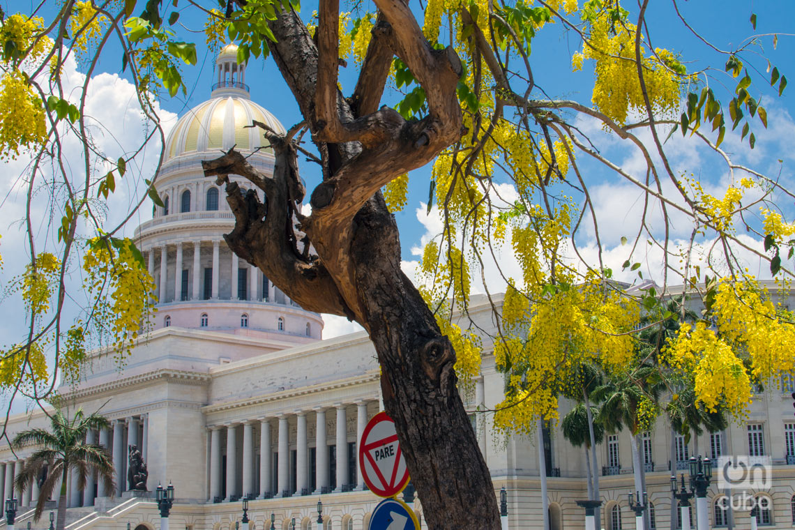 Árbol florecido en La Habana. Foto: Otmaro Rodríguez.