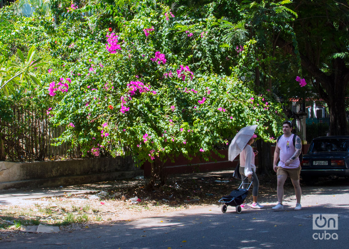 Árboles florecidos en La Habana. Foto: Otmaro Rodríguez.