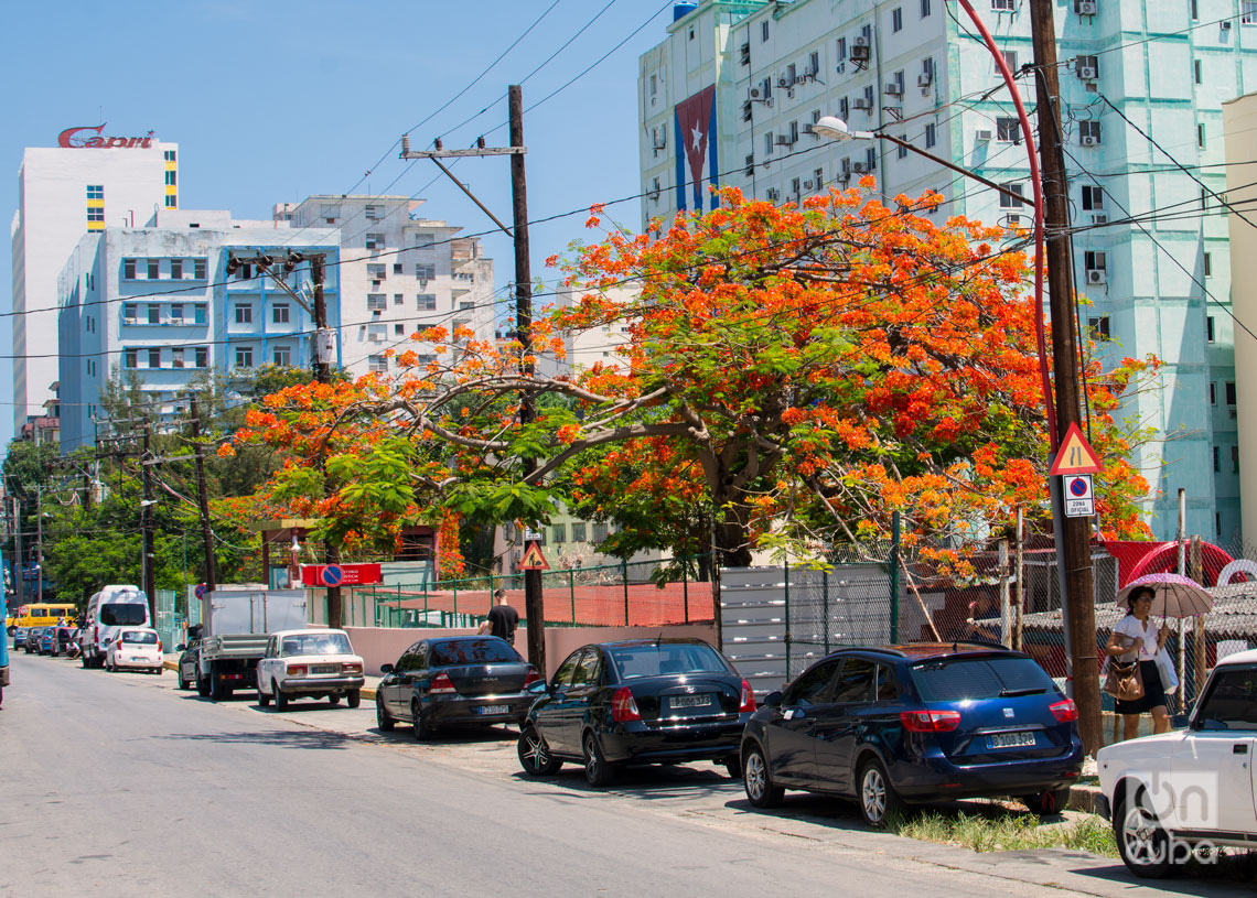 Árboles florecidos en La Habana. Foto: Otmaro Rodríguez.