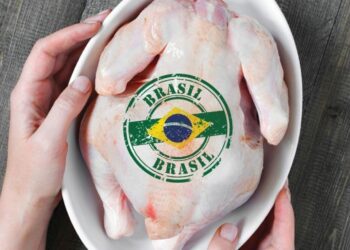 Brasil es el mayor exportador de pollo del mundo y el segundo productor mundial de dicha carne . Foto: Industria Avícola