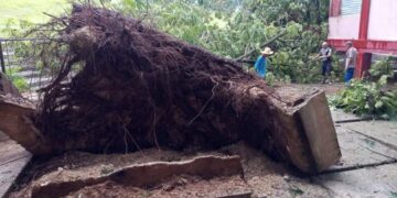 Árbol derribado por una tormenta de las bandas de alimentación del huracán Beryl en la ciudad cubana de Manzanillo, el 3 de julio de 2024. Foto: Radio Granma Manzanillo / Facebook.