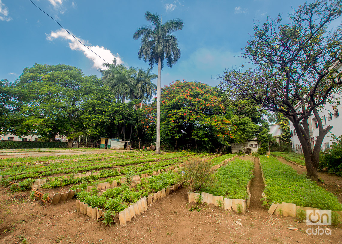 Organopónico en el barrio habanero de La Timba. Foto: Otmaro Rodríguez.