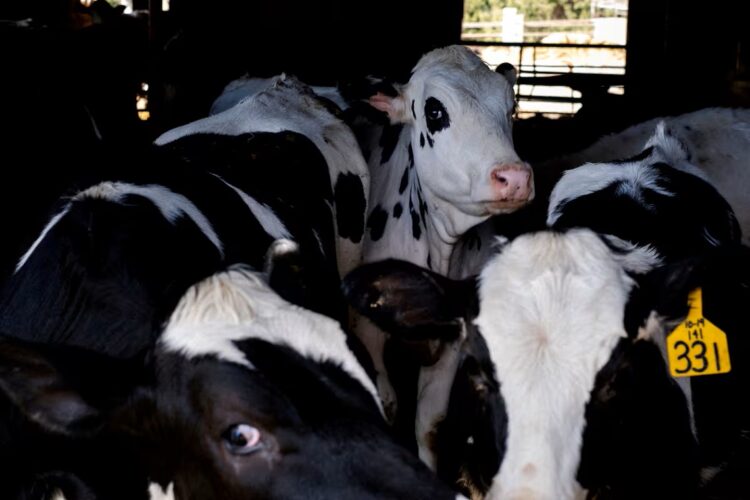 Granja estadounidense. Foto: El País.