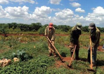 Trabajadores agrícolas cubanos laboran en tierras en usufructo.  Foto: periódico Ahora.