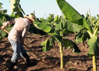 Campesino en un platanal tunero Foto: Tiempo21.cu