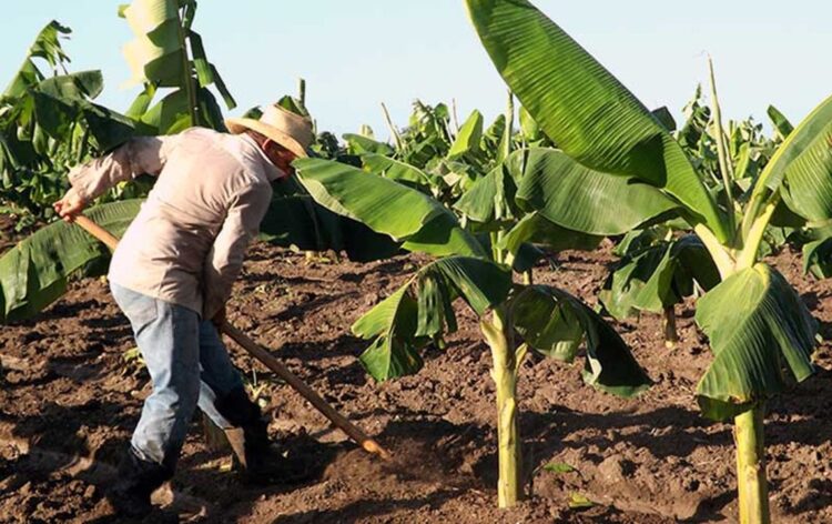 Campesino en un platanal tunero Foto: Tiempo21.cu