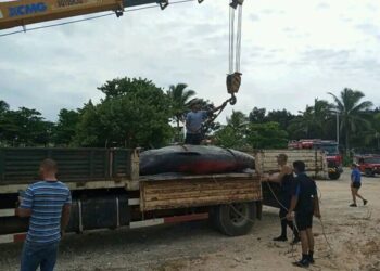 Muere ballena varada en Playa de Baracoa. Foto: Facebook/Portal Bahía Honda.