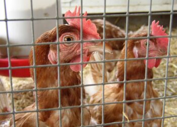 Gallinas en una jaula. Foto: buenoyvegano.com / Archivo.