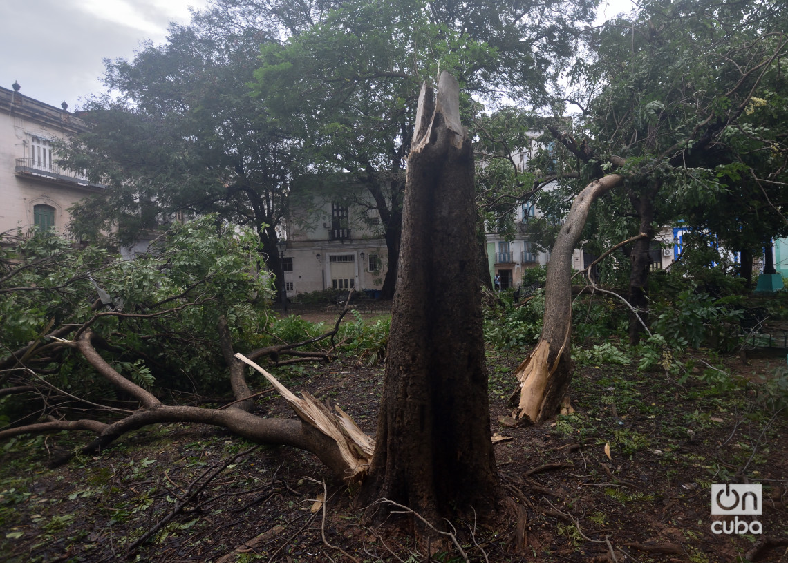 Árboles caídos y dañados por el huracán Rafael en el parque San Juan de Dios, en La Habana. Foto: Otmaro Rodríguez.