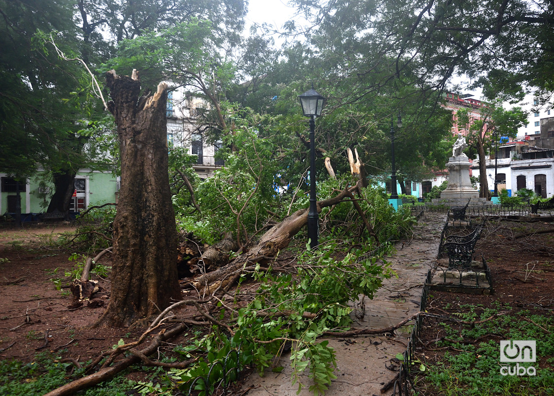 Árboles caídos y dañados por el huracán Rafael en el parque San Juan de Dios, en La Habana. Foto: Otmaro Rodríguez.