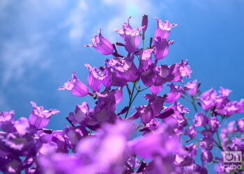 Sus flores, de un azul-violeta único, tienen una forma tubular que alcanza hasta cinco centímetros. Foto: Kaloian.