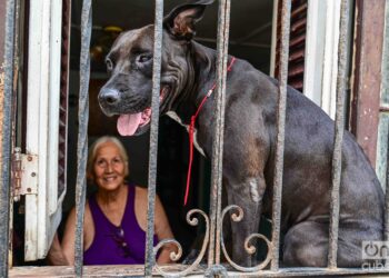 La perra que desde su ventana observa todo lo que sucede en el barrio. Foto: Kaloian.