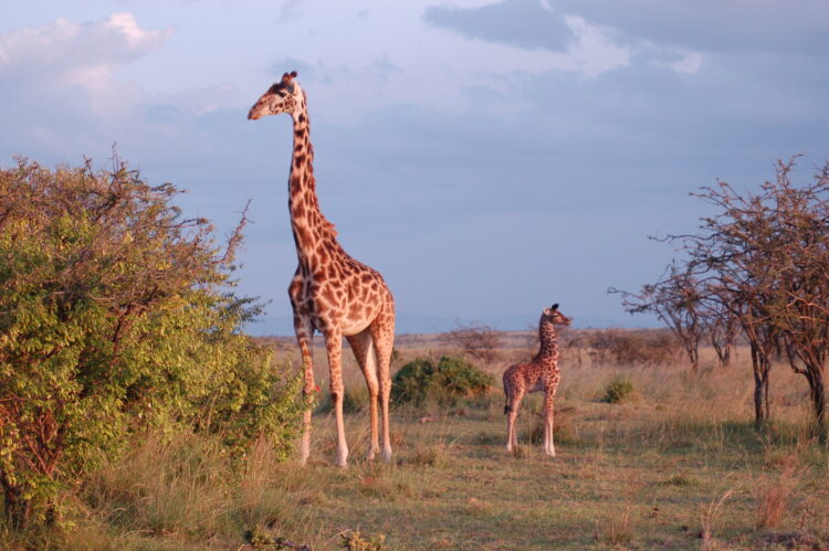 Jirafa y bebé en Kenia, foto de Tanya Sanerib/Centro para la Diversidad Biológica.