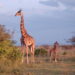 Jirafa y bebé en Kenia, foto de Tanya Sanerib/Centro para la Diversidad Biológica.