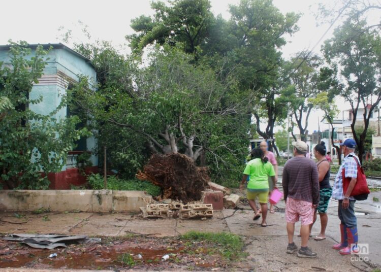 Vecinos de la avenida 70, en el municipio Playa, de La Habana, observan las raíces del árbol caído tras el paso del huracán Rafael. Foto: Frangel De la Torre.