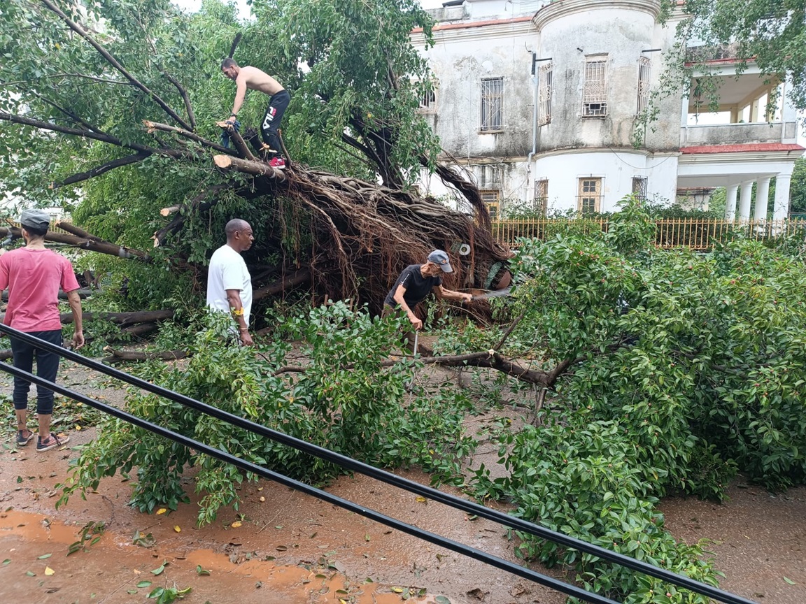 Vecinos cortan árboles derribados por el huracán Rafael en el Vedado, La Habana. Foto: Milena Recio.