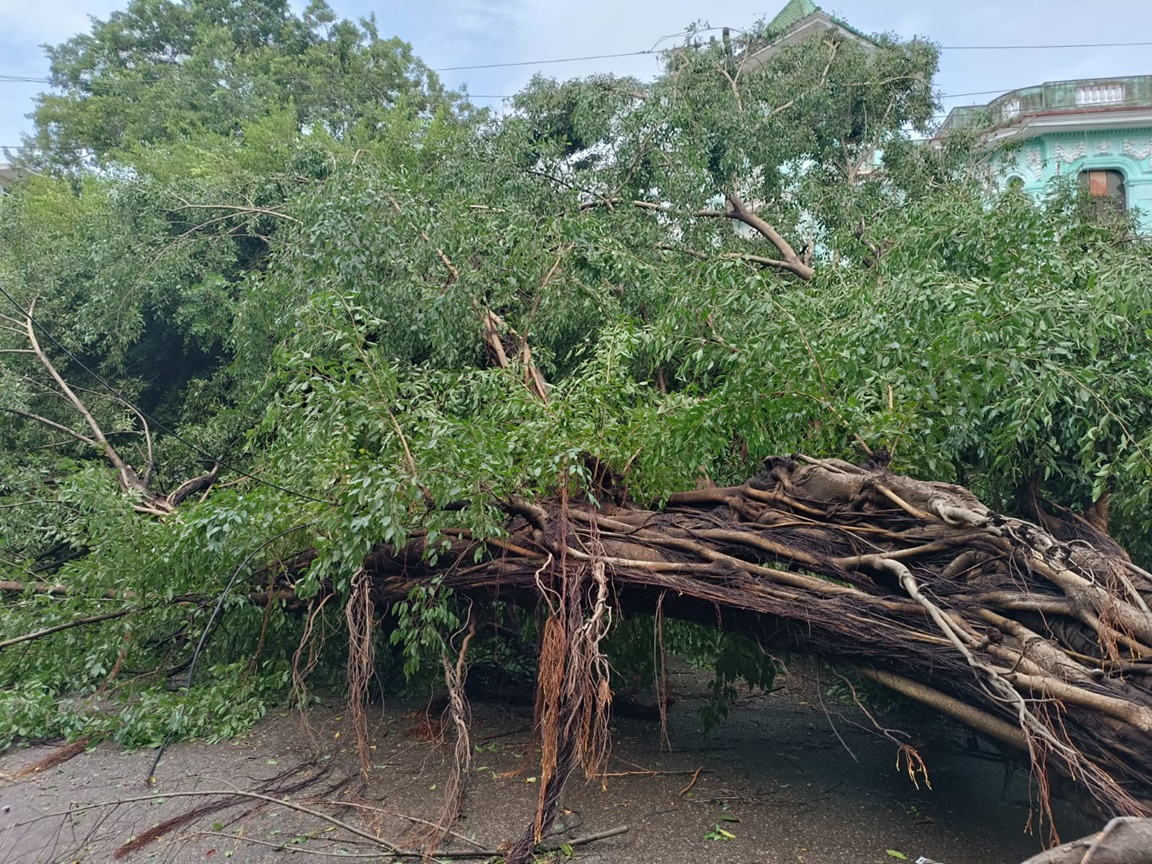 Árbol derribado por el huracán Rafael en el Vedado, La Habana. Foto: Milena Recio.