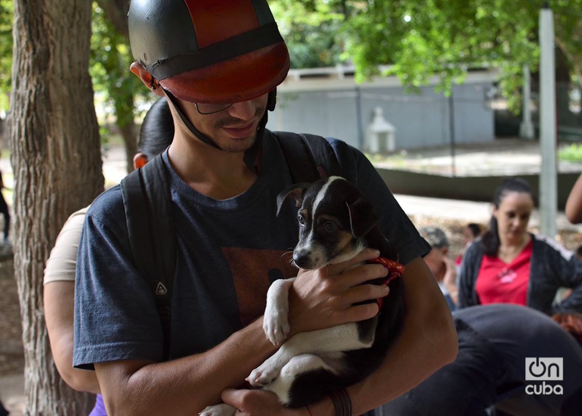 Un hombre espera para vacunar a su perro en una feria organizada por el grupo Bienestar Animal Cuba (BAC) en el parque de H y 21, en La Habana. Foto: Otmaro Rodríguez.