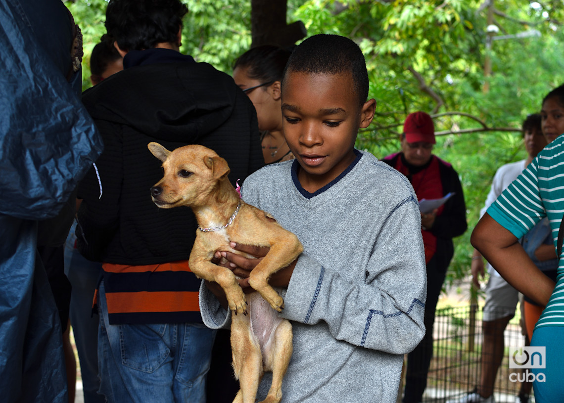 Niño adopta un perro en una feria organizada por el grupo Bienestar Animal Cuba (BAC) en el parque de H y 21, en La Habana. Foto: Otmaro Rodríguez.