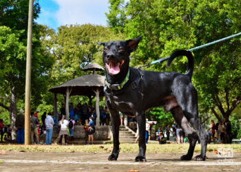 Feria de adopciones del grupo Bienestar Animal Cuba (BAC) en el parque de H y 21, en La Habana. Foto: Otmaro Rodríguez.