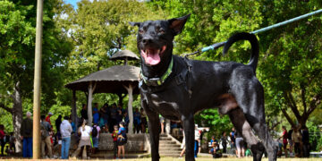 Feria de adopciones del grupo Bienestar Animal Cuba (BAC) en el parque de H y 21, en La Habana. Foto: Otmaro Rodríguez.