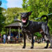 Feria de adopciones del grupo Bienestar Animal Cuba (BAC) en el parque de H y 21, en La Habana. Foto: Otmaro Rodríguez.