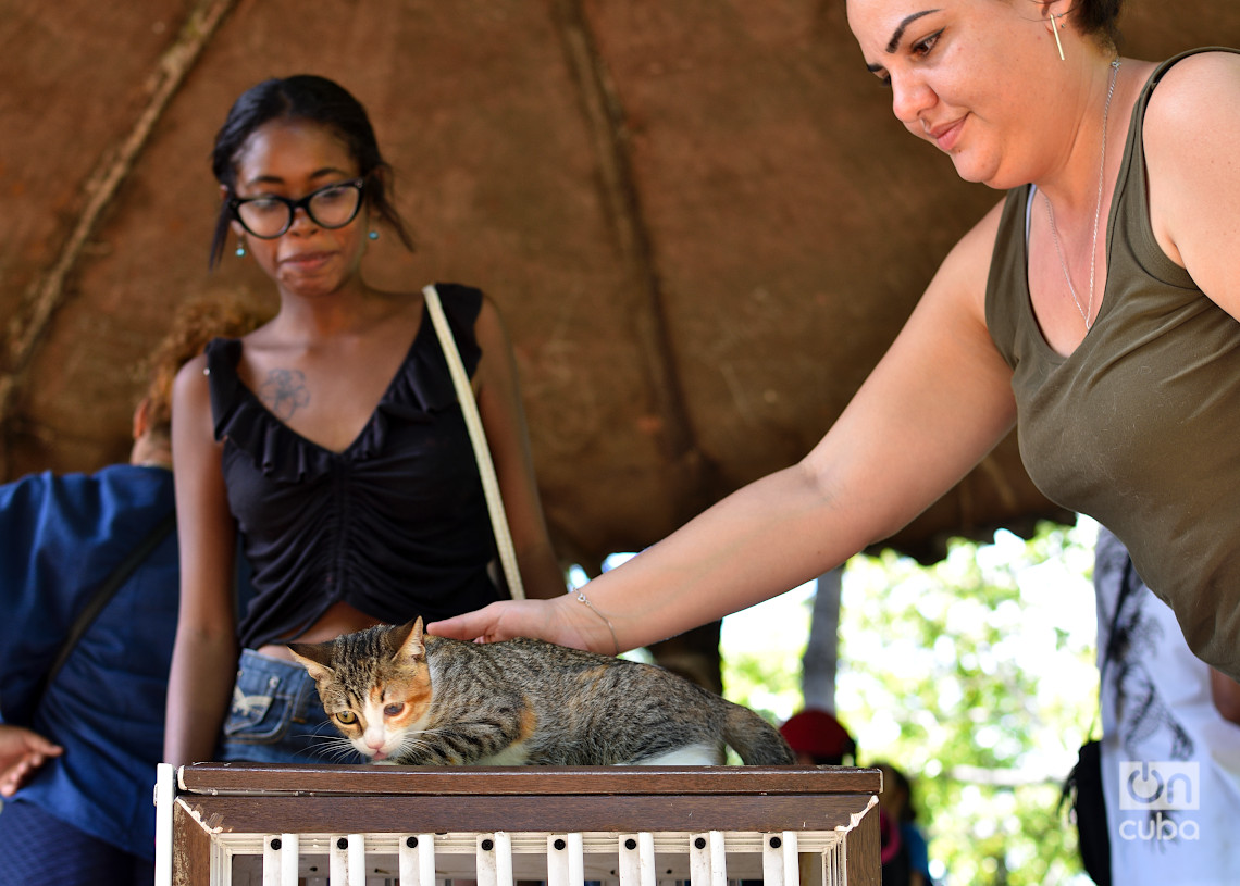 Una joven acaricia un gato en una feria organizada por el grupo Bienestar Animal Cuba (BAC) en el parque de H y 21, en La Habana. Foto: Otmaro Rodríguez.