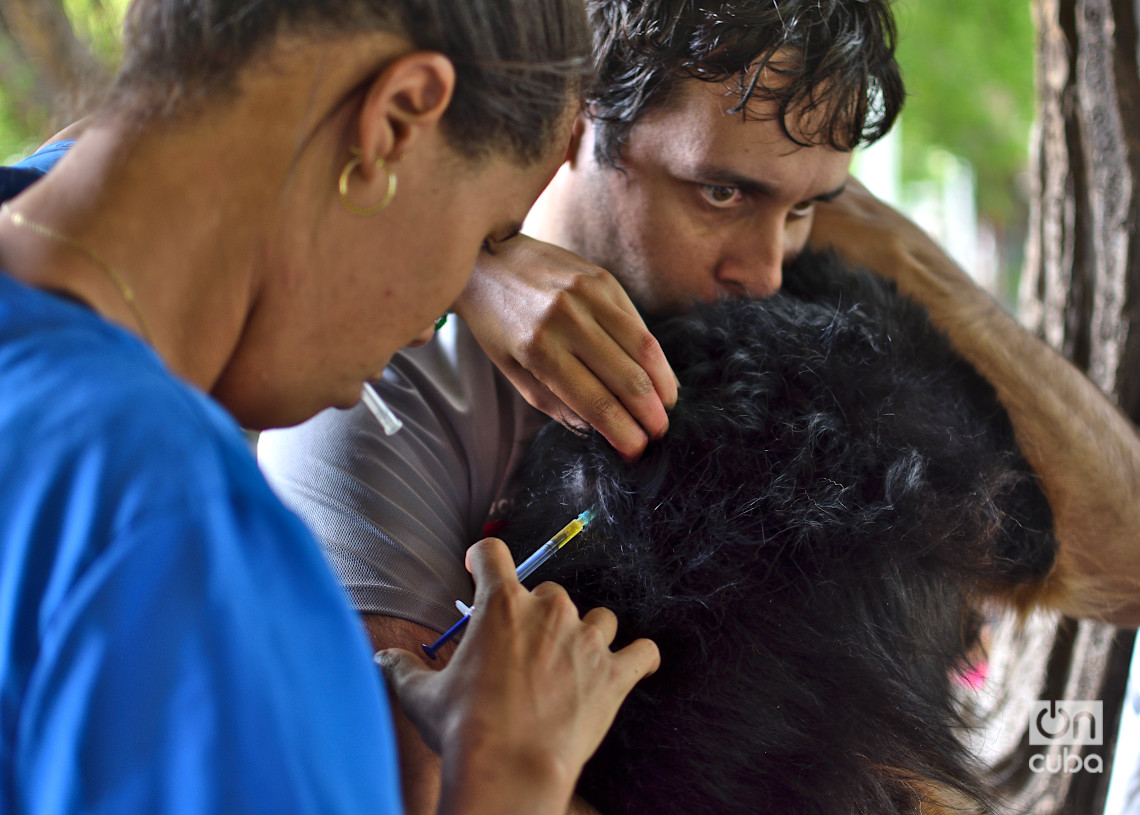 Vacunación de un perro en una feria organizada por el grupo Bienestar Animal Cuba (BAC) en el parque de H y 21, en La Habana. Foto: Otmaro Rodríguez.