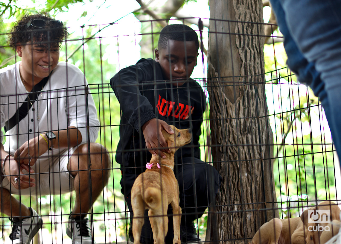 Feria de adopciones e higienización organizada por el grupo Bienestar Animal Cuba (BAC) en el parque de H y 21, en La Habana. Foto: Otmaro Rodríguez.