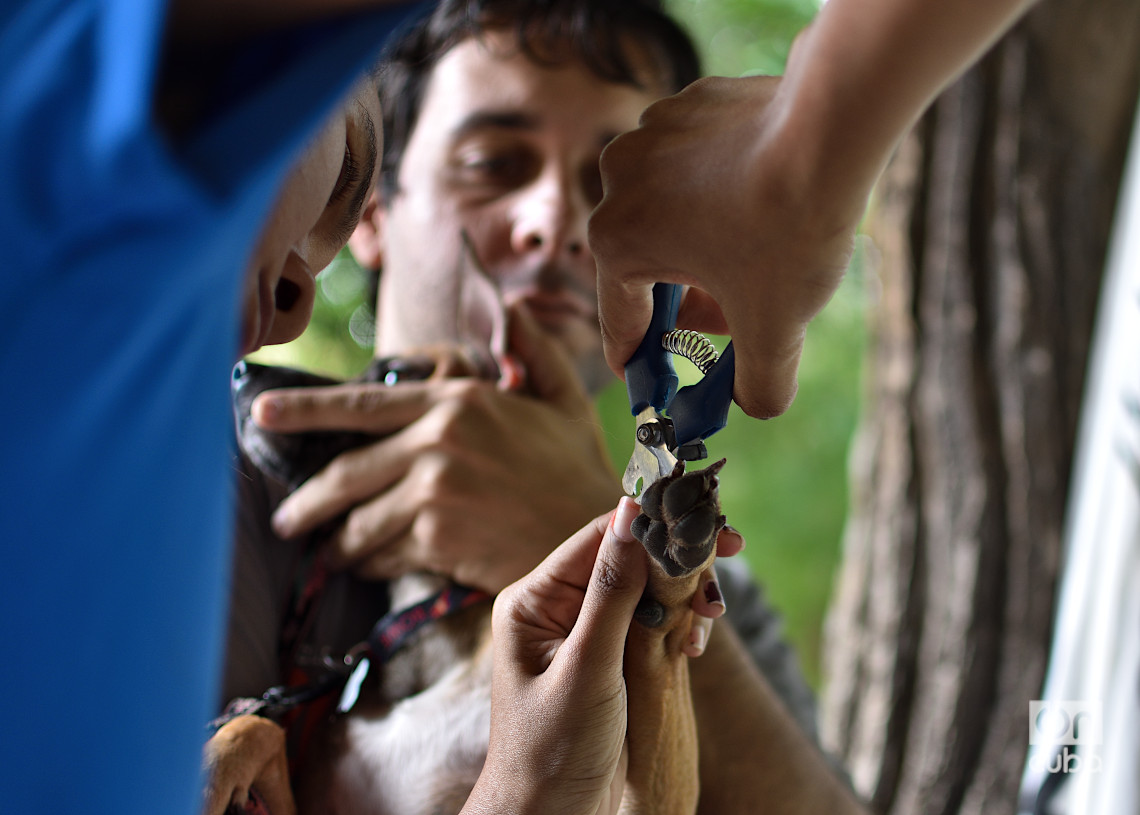 Corte de uñas a un perro en una feria organizada por el grupo Bienestar Animal Cuba (BAC) en el parque de H y 21, en La Habana. Foto: Otmaro Rodríguez.