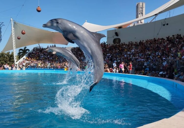 Foto: Acuario Nacional de Cuba.