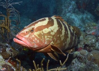 Pesca criolla en arrecife coralino de Cuba. Foto: Naturaleza Secreta / Facebook / Archivo.