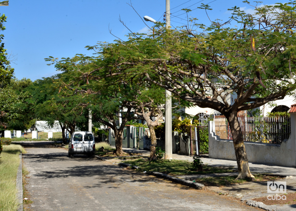 Árboles en la Avenida 31 del municipio habanero de Marianao. Foto: Otmaro Rodríguez.