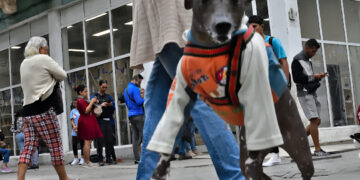 Perro protegido con ropa para el frío en La Habana. Foto: Otmaro Rodríguez.
