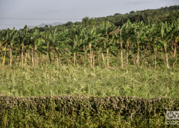 Tendrá como fin restaurar 7000 hectáreas de tierras agrícolas y 600 hectáreas de bosques. Foto: Kaloian Santos Cabrera.