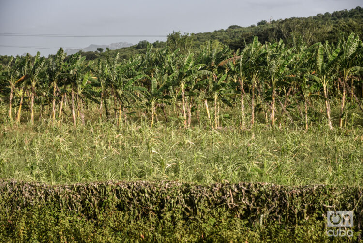 Tendrá como fin restaurar 7000 hectáreas de tierras agrícolas y 600 hectáreas de bosques. Foto: Kaloian Santos Cabrera.