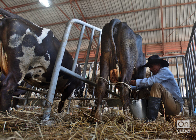 Un productor ordeña una vaca durante la edición 26 de la Feria Internacional Agroindustrial Alimentaria FIAGROP 2025, en La Habana. Foto: Otmaro Rodríguez.