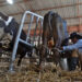 Un productor ordeña una vaca durante la edición 26 de la Feria Internacional Agroindustrial Alimentaria FIAGROP 2025, en La Habana. Foto: Otmaro Rodríguez.